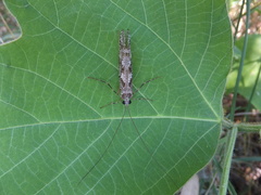 Stenopsyche marmorata