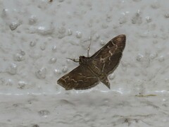 Pilocrocis
