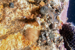 Leptoplanoidea