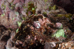 Micrelenchus sanguineus