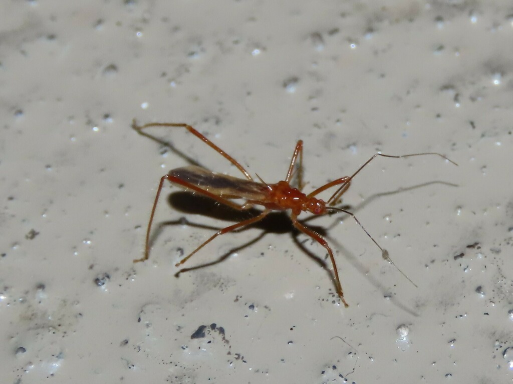 Saica elkinsi