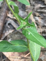 Ludwigia hirtella