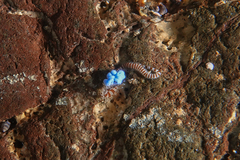 Proceraea