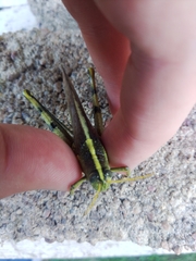 Schistocerca obscura