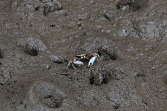 Macrophthalmus pacificus