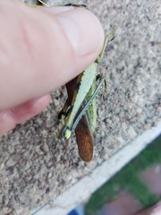 Schistocerca obscura