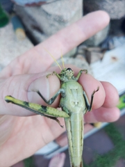 Schistocerca obscura