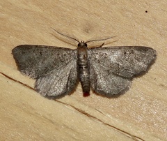 Exelis pyrolaria