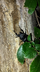 Lucanus cervus