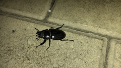 Lucanus cervus