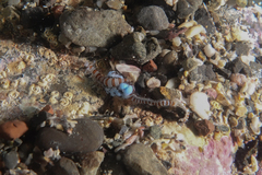 Proceraea