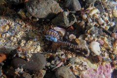 Proceraea
