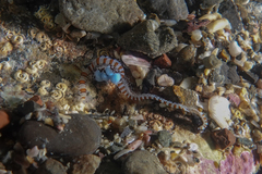 Proceraea