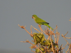 Myiopsitta monachus