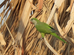 Myiopsitta monachus