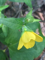 Ludwigia hirtella