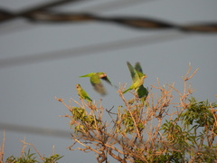 Myiopsitta monachus