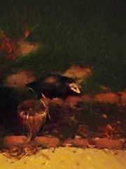 Didelphis virginiana