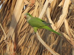 Myiopsitta monachus