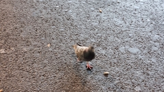 Columba livia domestica