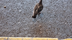 Columba livia domestica
