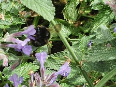 Bombus subterraneus
