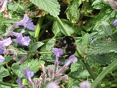 Bombus subterraneus