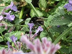 Bombus subterraneus