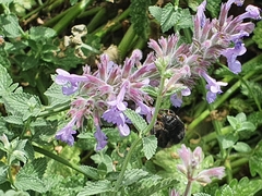 Bombus subterraneus