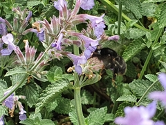 Bombus subterraneus