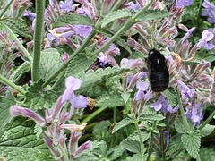 Bombus subterraneus