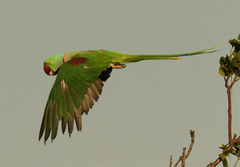 Psittacula eupatria