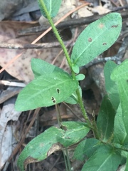 Ludwigia hirtella