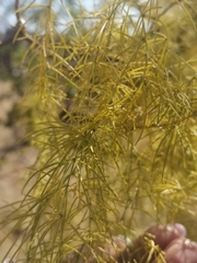 Asparagus buchananii