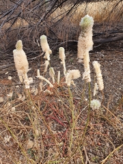 Ptilotus xerophilus