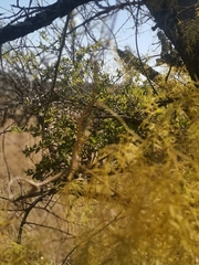 Asparagus buchananii