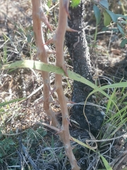 Asparagus buchananii