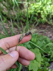 Carex bella