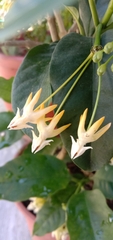 Hoya multiflora