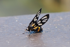 Amata sperbius