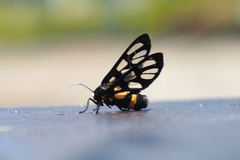 Amata sperbius