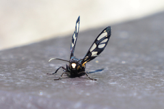 Amata sperbius