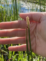Eleocharis quadrangulata