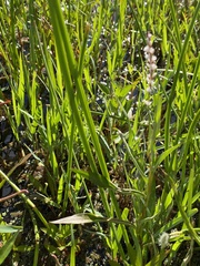 Eleocharis quadrangulata