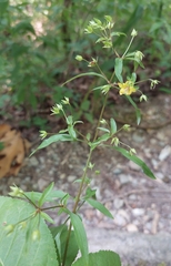 Lysimachia lewisii