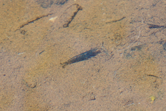 Caridina cantonensis