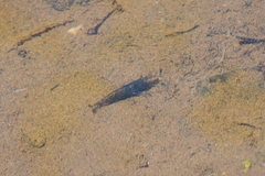 Caridina cantonensis