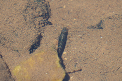 Caridina cantonensis