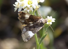 Tyta