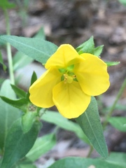 Ludwigia hirtella